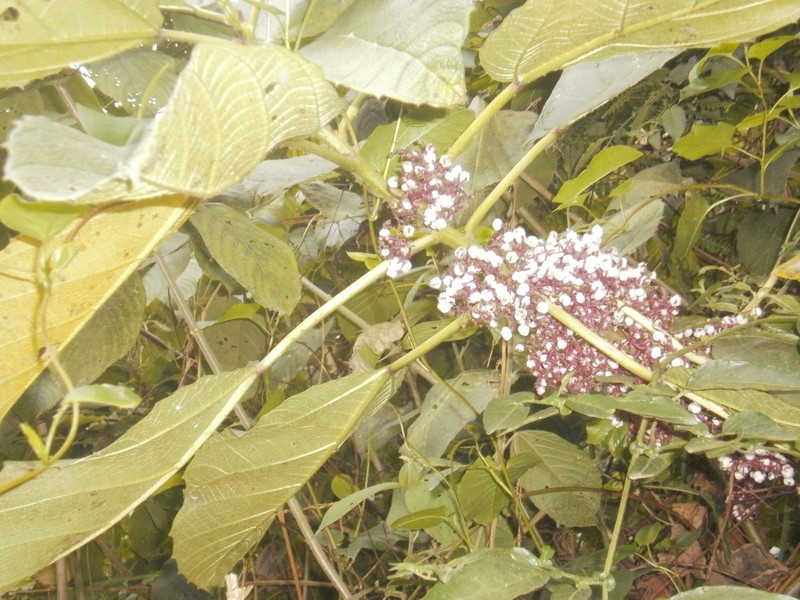 Scratchbush photo 2