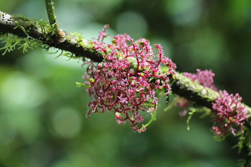 Scratchbush photo 3