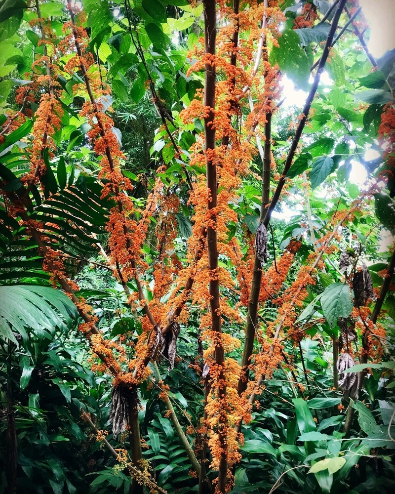 Flameberry