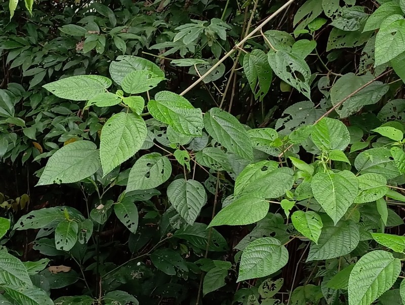 Flameberry photo 2