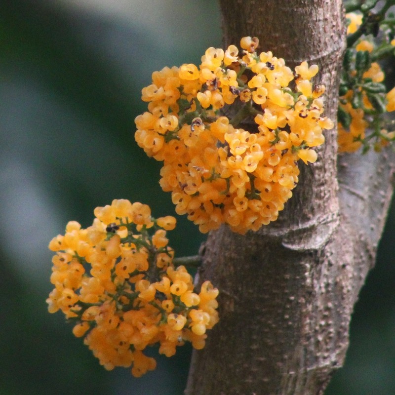 Flameberry photo 3