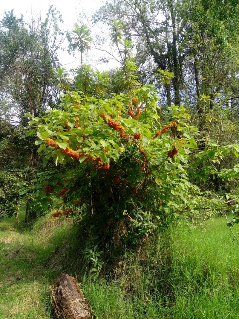 Flameberry photo 4