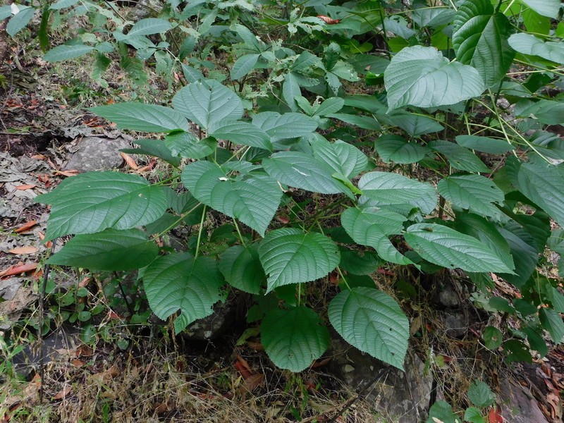 Flameberry photo 5