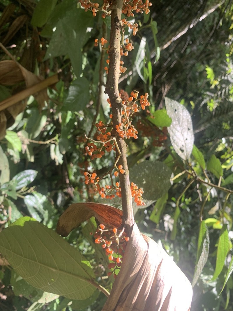 Flameberry photo 6