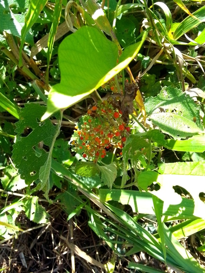 Flameberry photo 7