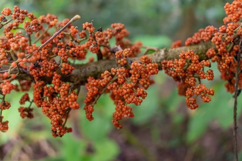 Flameberry photo 8