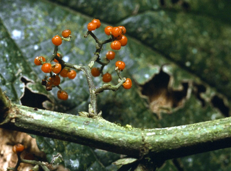 Flameberry photo 2
