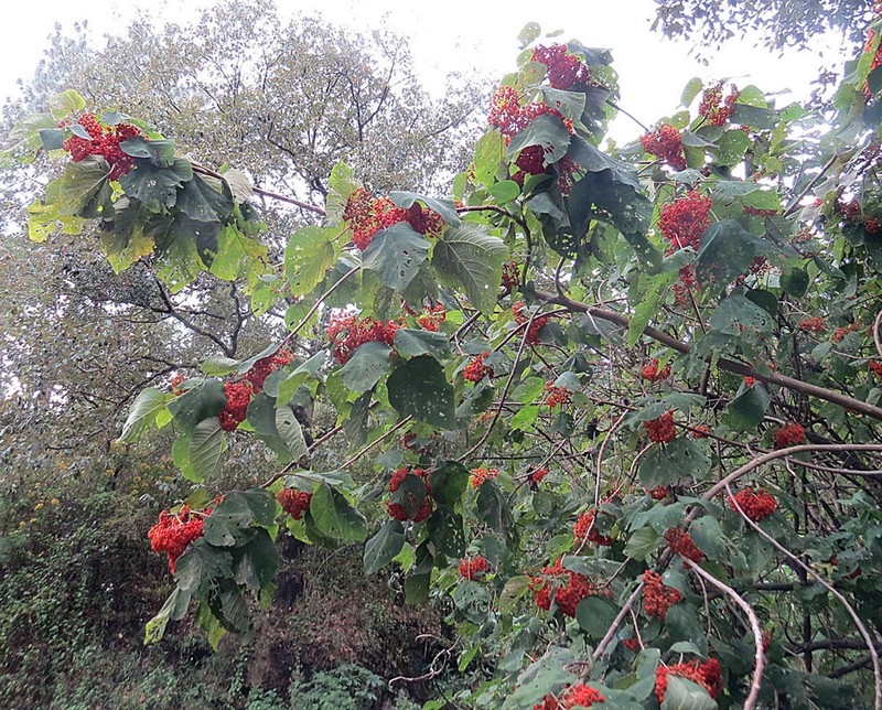 Flameberry photo 3