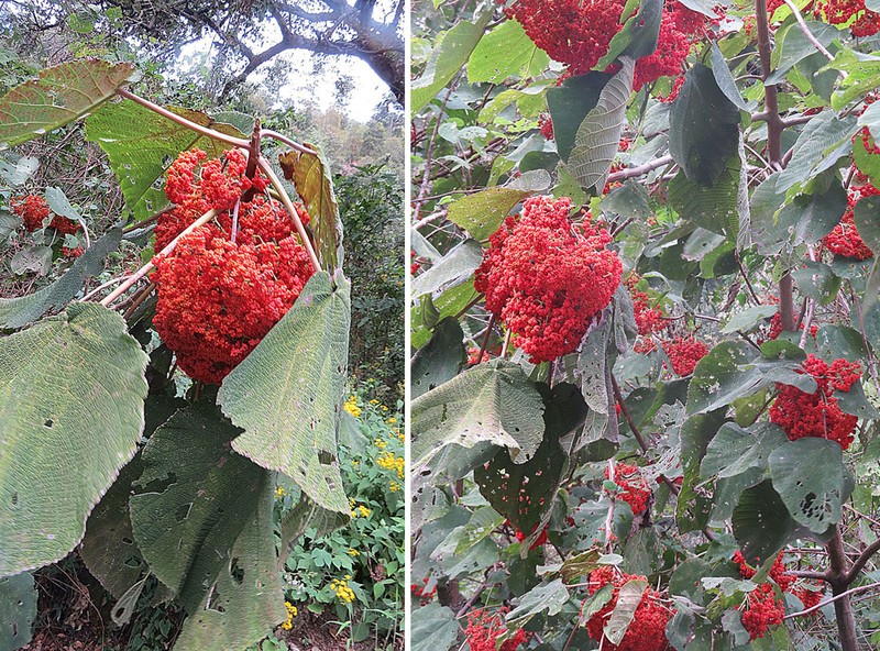 Flameberry photo 4