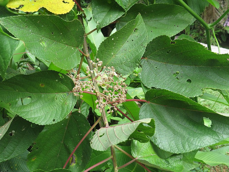Flameberry photo 5
