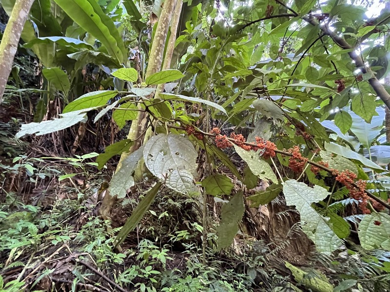 Ortiga photo 4