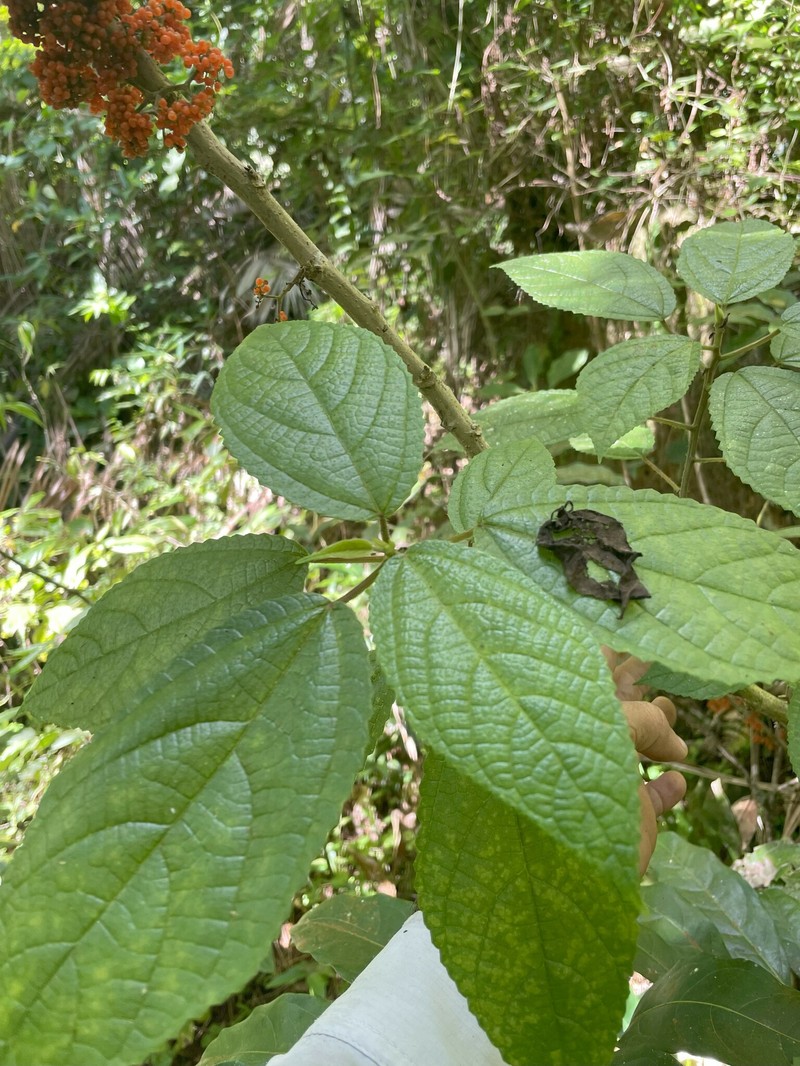 Ortiga photo 5
