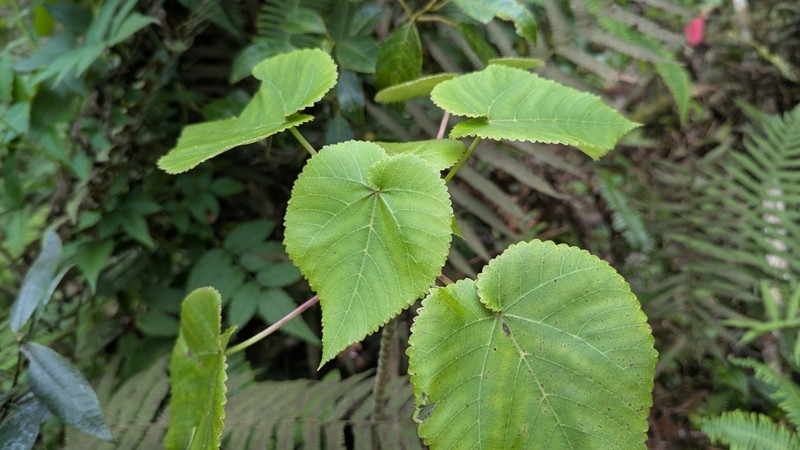 Opuhe photo 6