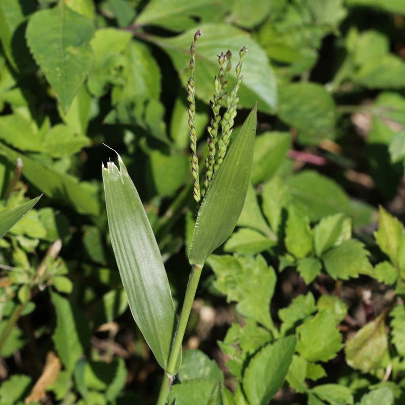 Dominican Signalgrass