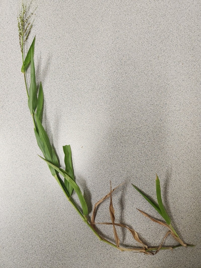 Dominican Signalgrass photo 2