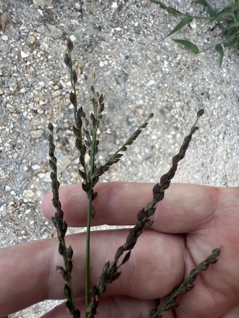 Dominican Signalgrass photo 4
