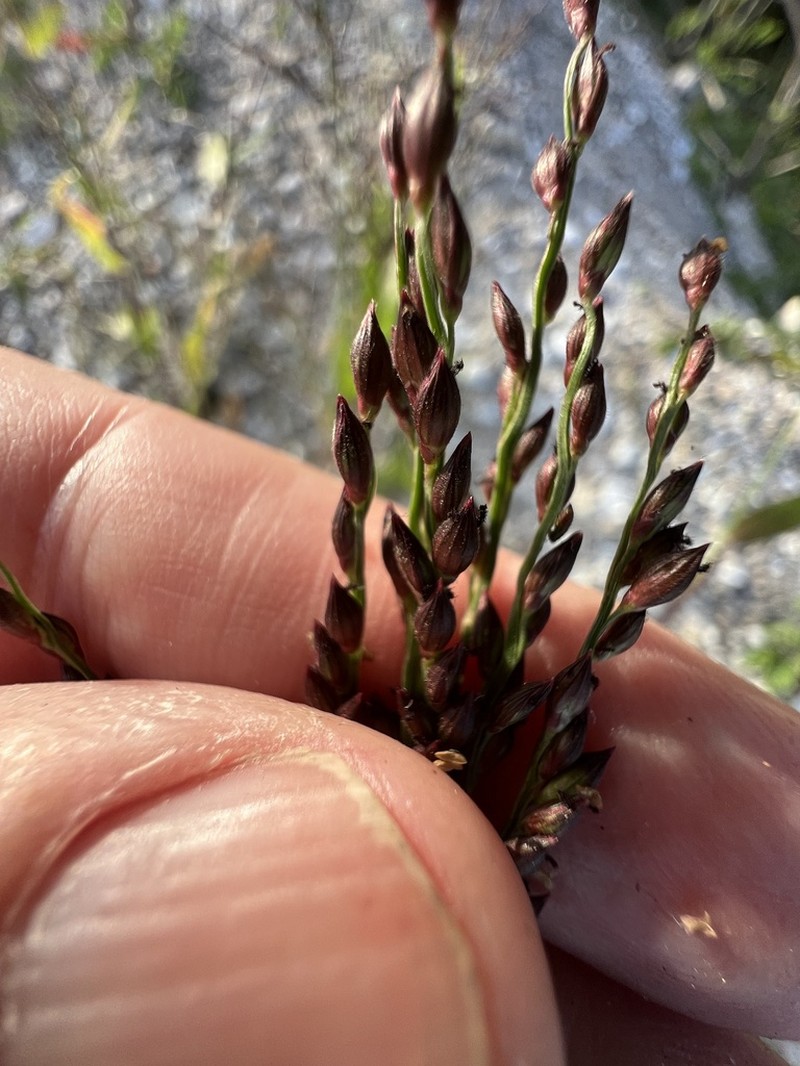 Dominican Signalgrass photo 5