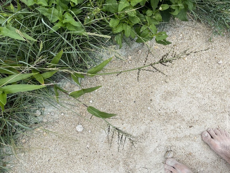 Dominican Signalgrass photo 6