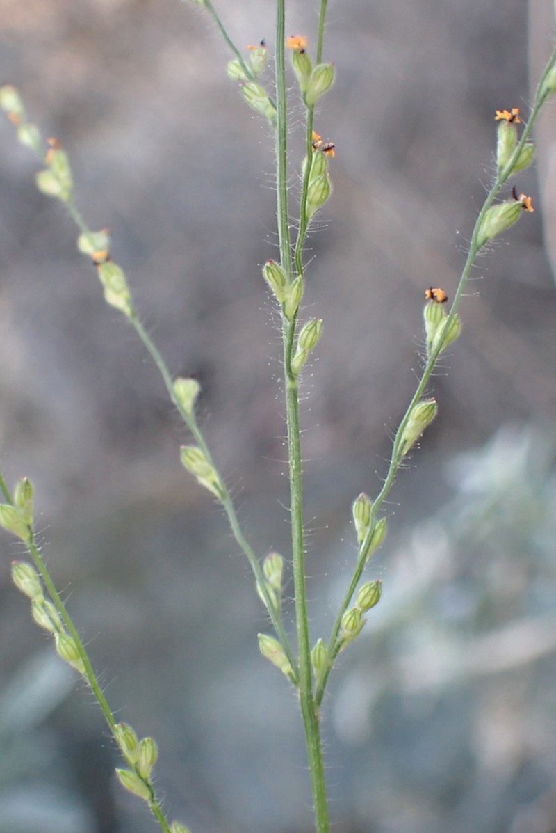 Arizona Signalgrass