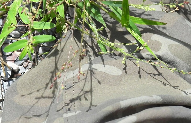 Arizona Signalgrass photo 2