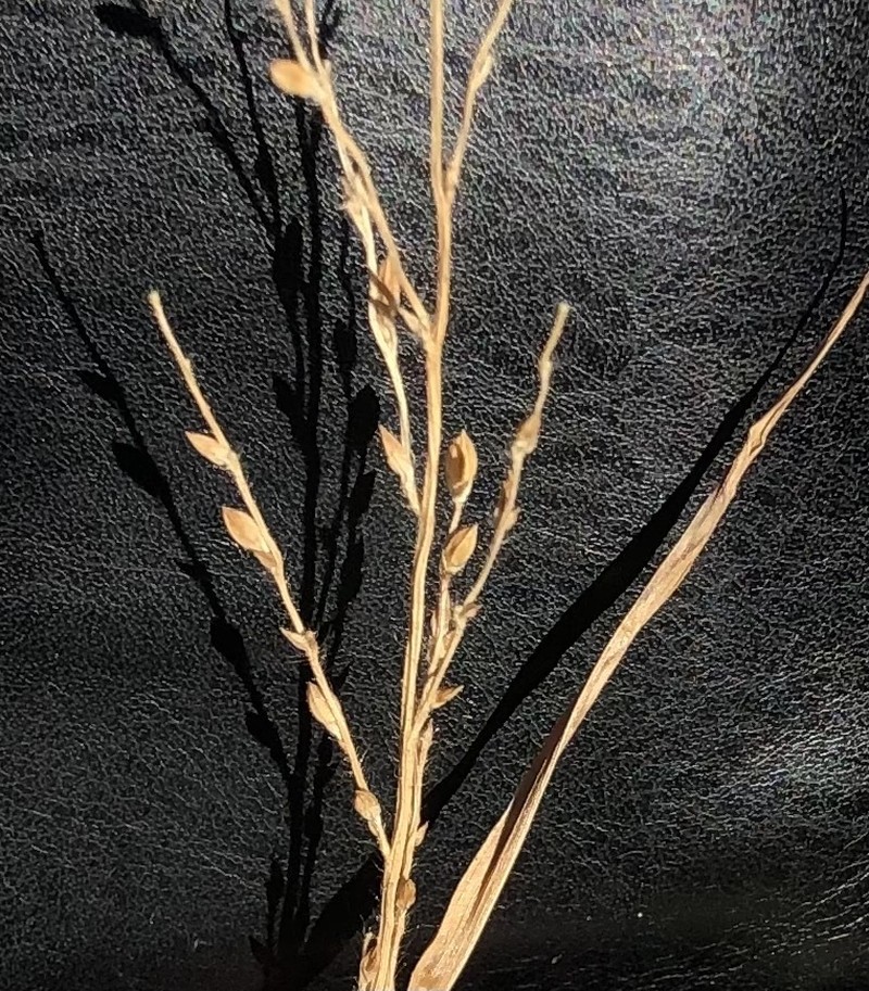 Arizona Signalgrass photo 3