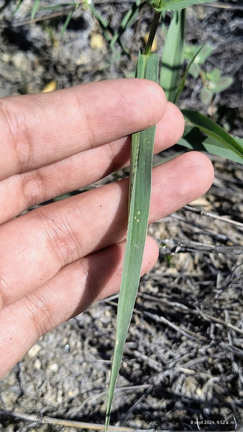 Arizona Signalgrass photo 4