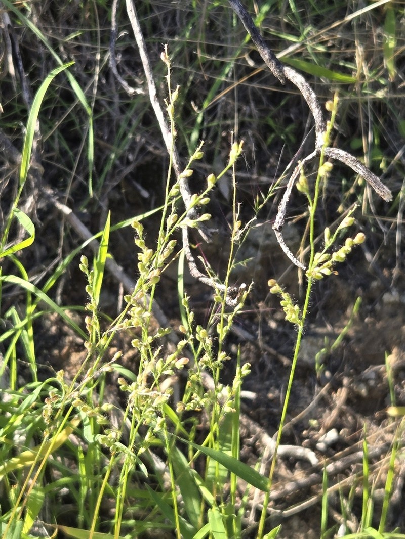 Arizona Signalgrass photo 6