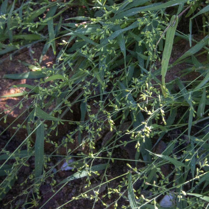 Arizona Signalgrass photo 7