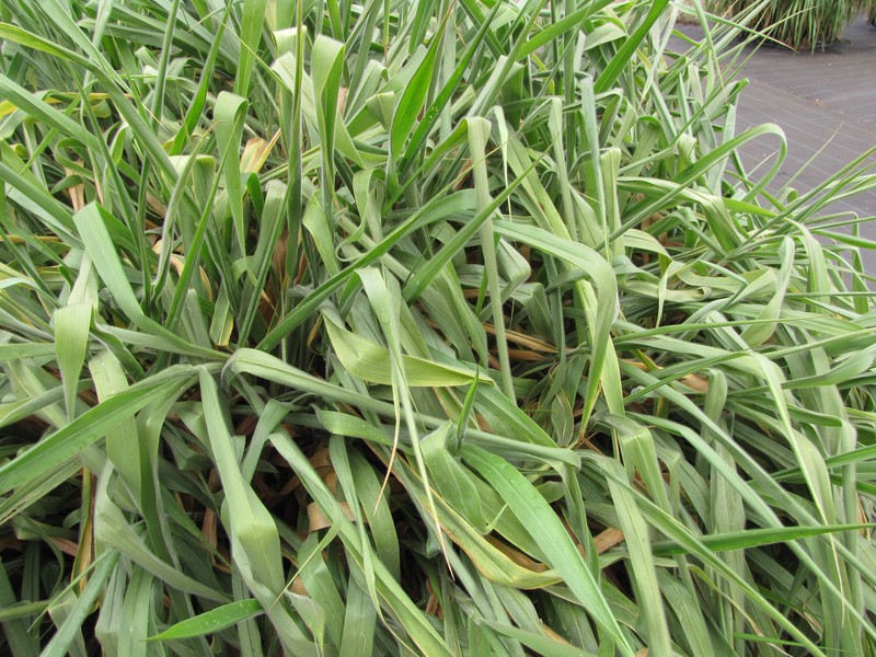 Palisade Grass photo 2