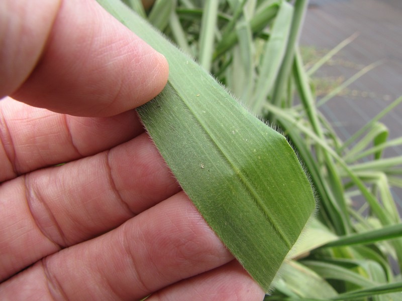 Palisade Grass photo 3
