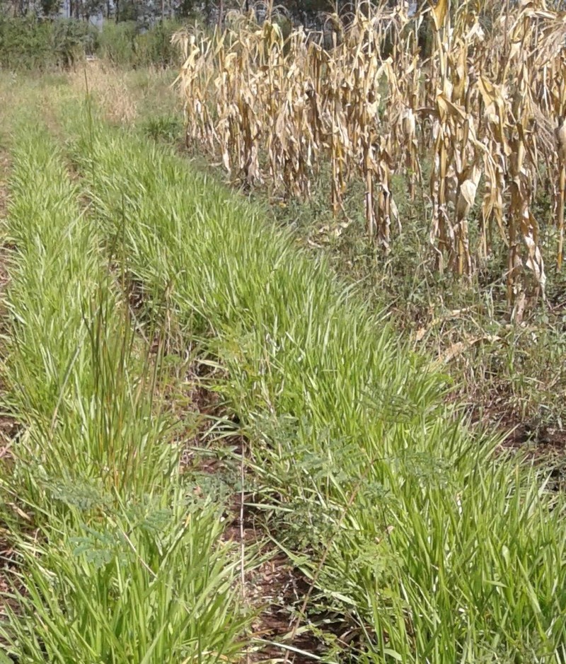 Palisade Grass photo 4