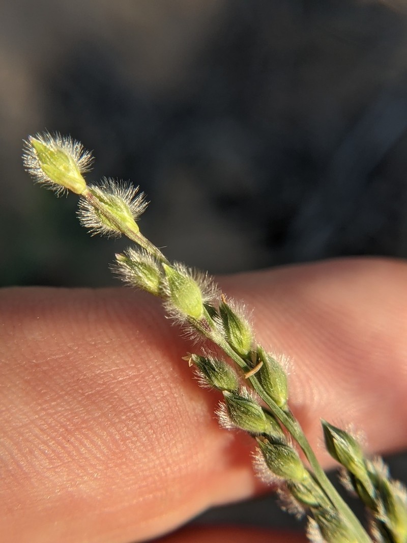Fringed Signalgrass