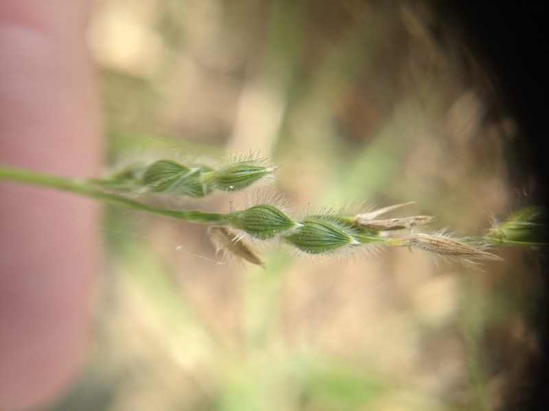 Fringed Signalgrass photo 2