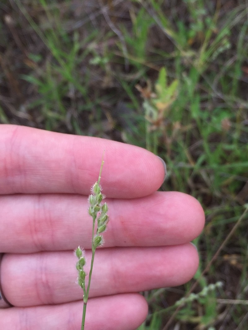 Fringed Signalgrass photo 3