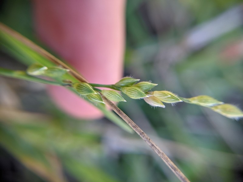 Fringed Signalgrass photo 4