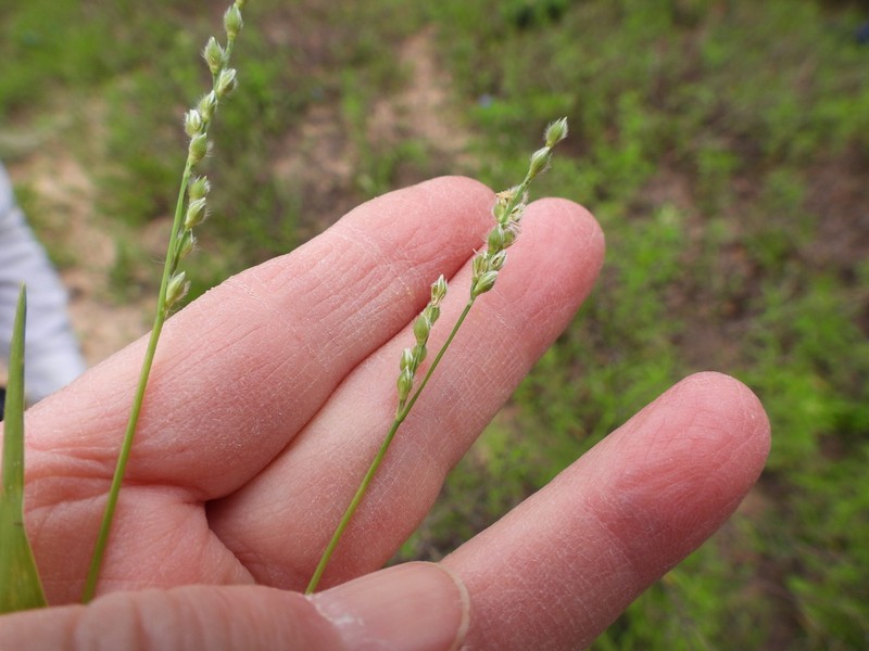 Fringed Signalgrass photo 5