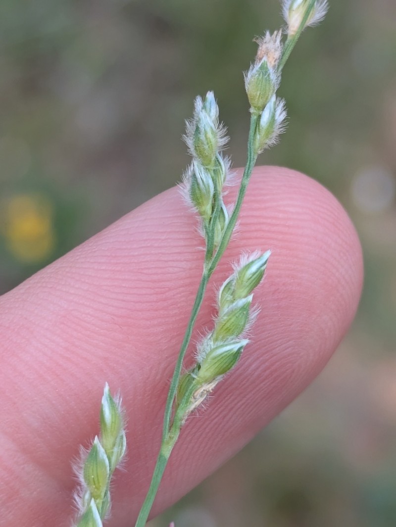 Fringed Signalgrass photo 6