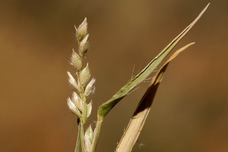 Fringed Signalgrass photo 7