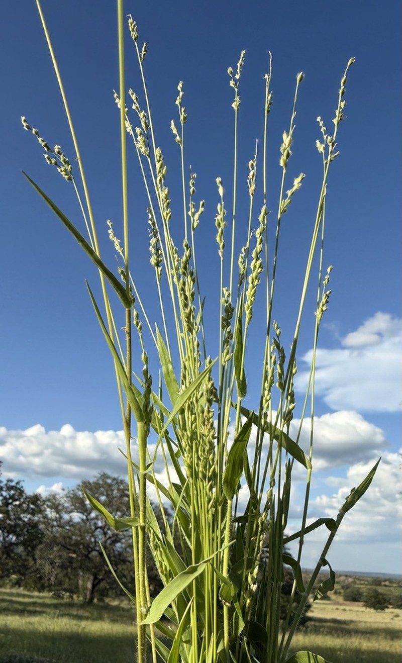 Fringed Signalgrass photo 8
