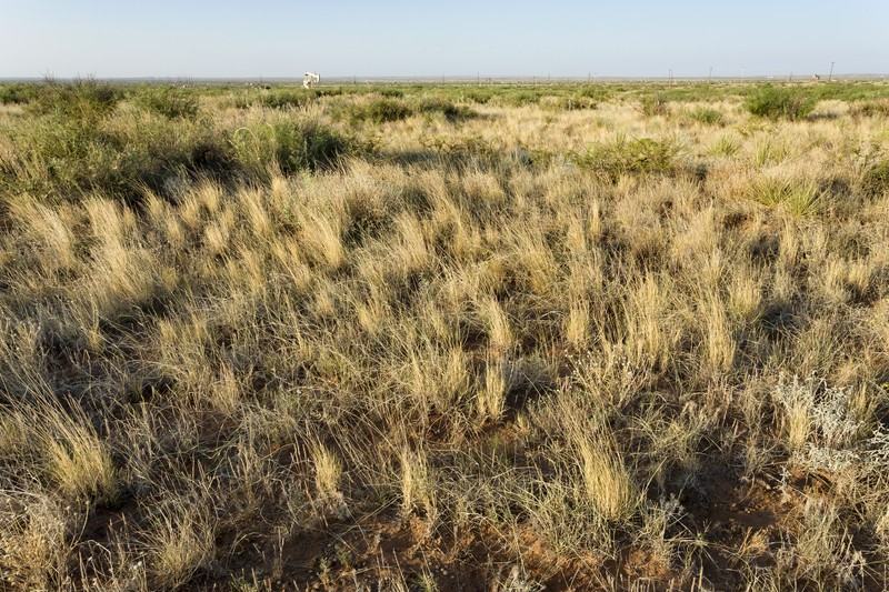 Fringed Signalgrass photo 6