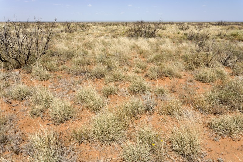 Fringed Signalgrass photo 7