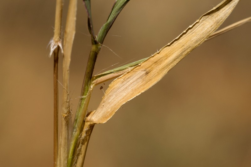Fringed Signalgrass photo 2