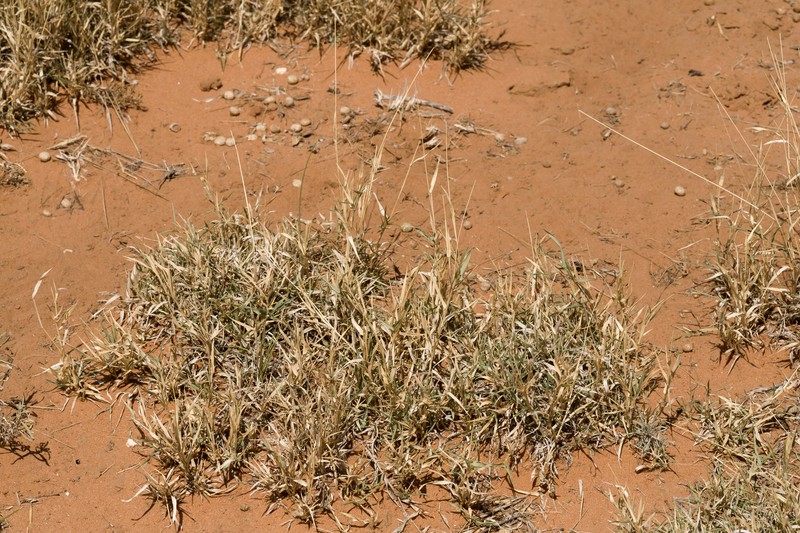 Fringed Signalgrass photo 3