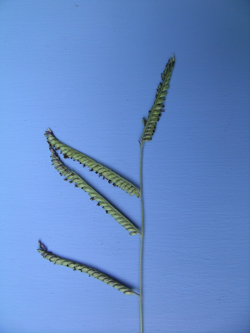 Spreading Liverseed Grass photo 2