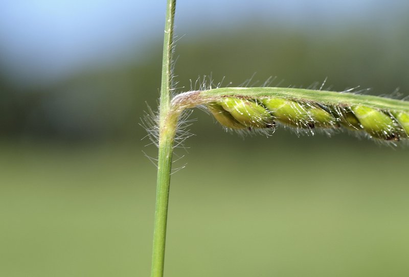 Spreading Liverseed Grass photo 6