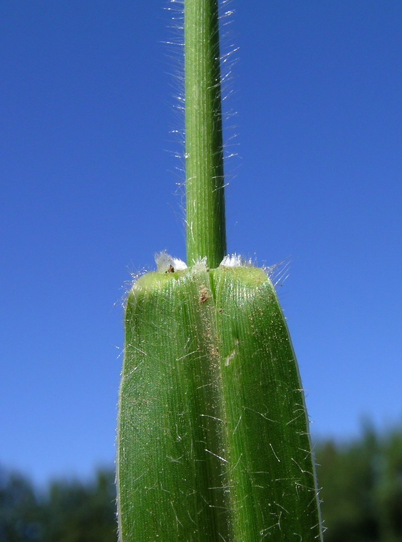 Spreading Liverseed Grass photo 7