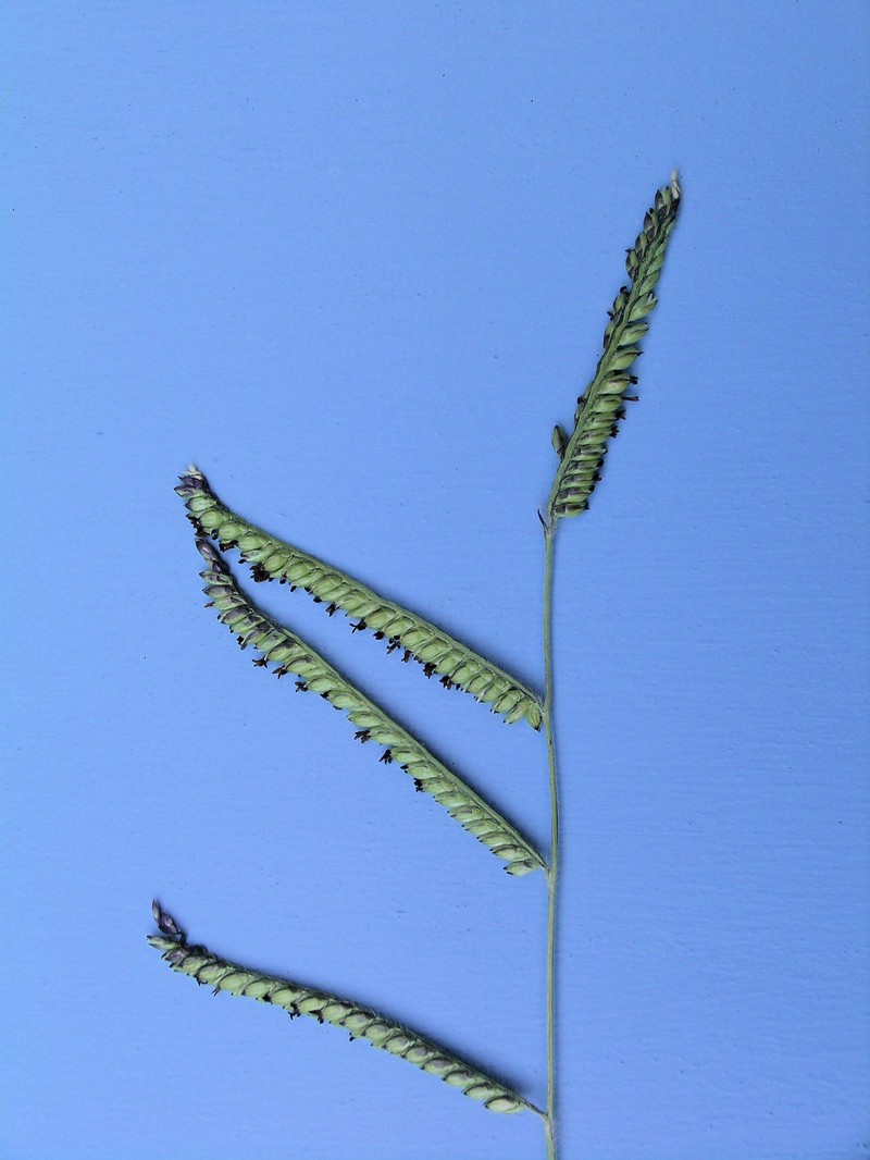 Spreading Liverseed Grass photo 3