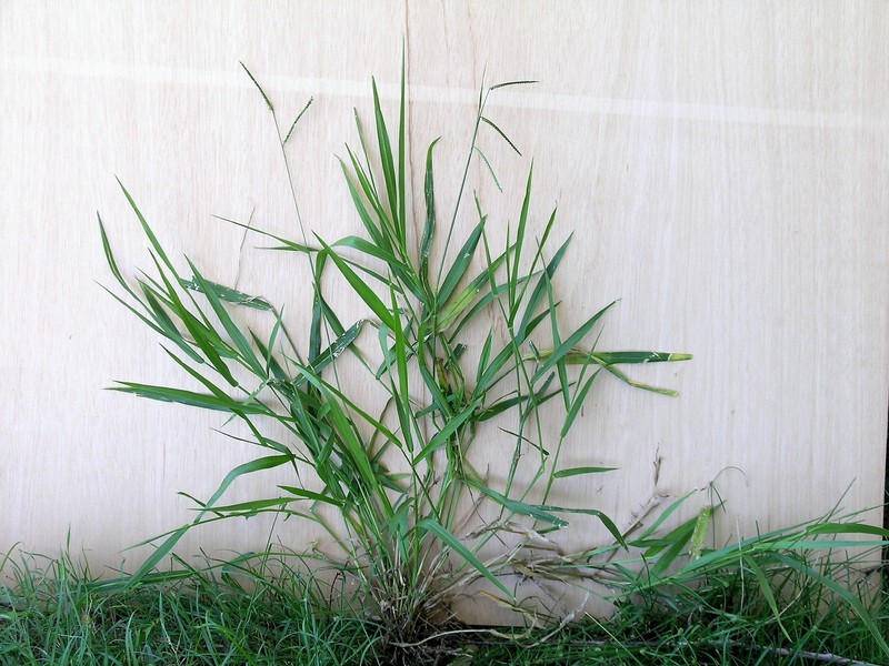 Spreading Liverseed Grass photo 4