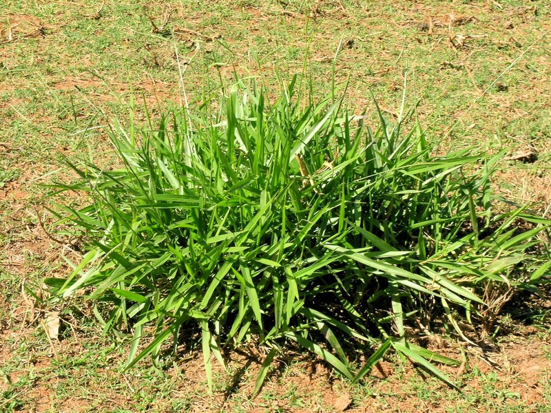 Spreading Liverseed Grass photo 5