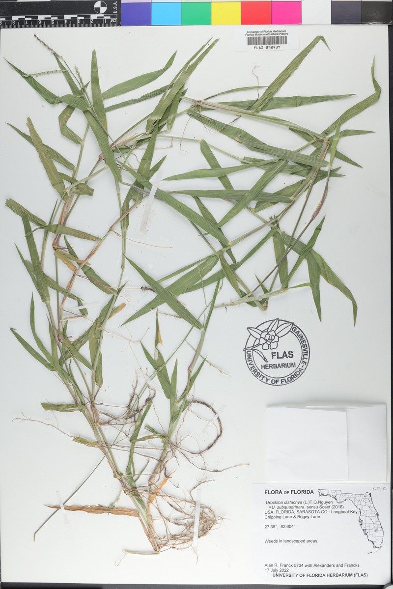 Tropical Signalgrass